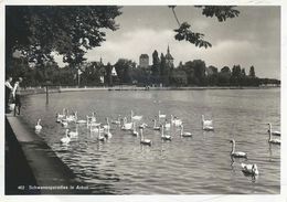 Arbon - Schwanenparadies             1936 - Arbon