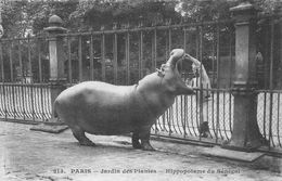 A-20-890 : JARDIN DES PLANTES. HIPPOPOTAME DU SENEGAL - Hippopotamuses