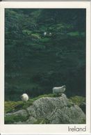 IRELAND,  Traditional Scene   Photo By Peter Zöller   Used 1993 - Other & Unclassified