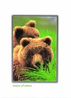 Brown Bears - Orsi