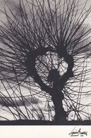 L'Insolite De L. BUFFIER Edit. NUGERON Cpm 10x15  N/B  N° K 8: Le Soleil De Satan (Jeu De Lumière S/Arbuste & Branches) - Photographie