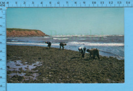 Postcard - P.E.I. Canada - Gathering Irish Moss, Recolte D'algue Mousse Irlandaise à L'ile Du Prince Edward - Sonstige & Ohne Zuordnung