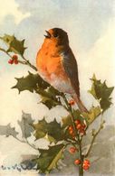Catharina KLEIN * Illustrateur * N°128 * Oideau Bird Rouge Gorge Red Throat - Klein, Catharina