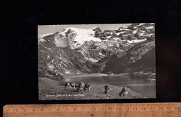 TRÜBSEE Nidwalden : See Mit Kuh Und Titlis / Vache Vaches Caw - Sonstige & Ohne Zuordnung