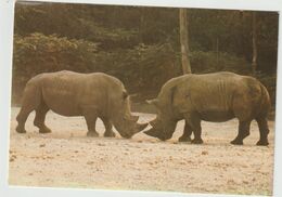 Animaux :  Rhinocéros , Parc  Zoologique  De  Thoiry  En  Yvelines - Rhinoceros