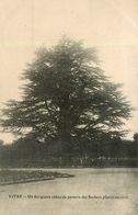 Vitré * Un Des Quatre Cèdres Du Parterre Des Rochers * Arbre Cèdre Arbres Tree Trees - Vitre