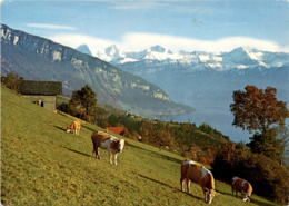 Sigriswil (Thunersee), Eigen, Mönch, Jungfrau (8124) * 11. 8. 1988 - Sigriswil