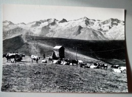 CPM - LES PYRENNEES - LUCHON-SUPERBAGNERES ( Alt.1800m) - Paturages Sur Le Plateau Superbagneres, Au Fond, Les Sommets - Superbagneres