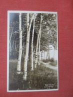 - New York > Lake George   RPPC  Silver Birches  Ref 4298 - Lake George