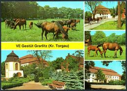 D8803 - Graditz - Kr. Torgau - Gestütz Pferde Fohlen - Bild Und Heimat Reichenbach - Torgau