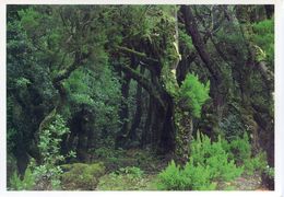 Canaries - La Gomera - Forêt Humide - El Cedro Im Regenwald - Edit. Fdes Gutierrez - Nº 82 - Ecrite, Timbrée - Gomera