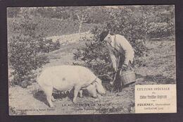 CPA Lot 46 Sarrazac Truffes Cochon Pig Publicité Non Circulé - Altri & Non Classificati