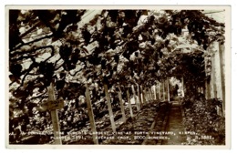 Ref 1393 - Real Photo Postcard - Largest Vine In The World - Forth Vineyard Kippen Ayrshire - Error Kirpen - Ayrshire