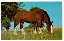 Ref 1393 - Postcard - Shire Horse - Animal Theme - Horses