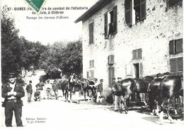 Carte POSTALE Ancienne De  SIGNES - Tirs De Combat De L'Infanterie Coloniale à CHIBRON, Chevaux D'Officiers - Signes