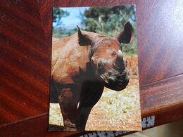 20068) RINOCERONTE RHINOCEROS WILDLIFE IN EAST AFRICA KENIA KENYA VIAGGIATA - Rhinozeros