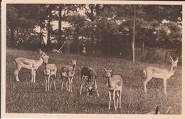Delcampe - Clères (Parc Zoologique) - Antilopes Cervicapres - Clères