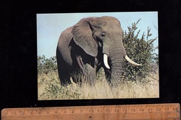 ZIMBABWE Faune Africaine African Animal Eléphant Elephants Elefant Bath - Zimbabwe