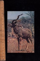 ZIMBABWE Faune Africaine African Kudu Bull Wankie National Park Rhodesia - Zimbabwe