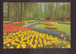 PAYS BAS KEUKENHOF LISSE HOLLAND - Lisse