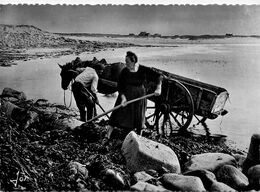 Penmarc'h St Guénolé * Récolte Du Goëmon Près De La Torche Dans L'anse De Porz Carn - Penmarch