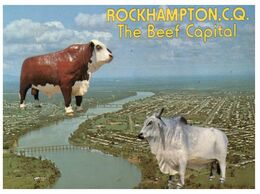 (K 6) Australia - QLD - Rockhampton (with Cows) - Rockhampton