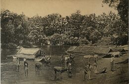Sri Lanka (Cylon) Colombo // Natives And Cattle Bathing In River 19?? - Sri Lanka (Ceylon)