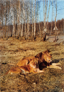 Manhay Dochamps Safari Parc Zoo Lions - Manhay