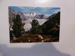 Riederalp, Naturschutzgebiet Aletschwald Am Grossen Aletschgletscher Wannenhorn, Eggishorn - Riederalp