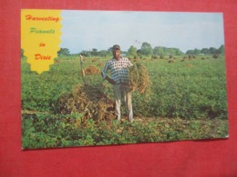 Black Americana  Harvesting Peanuts In Dixie   Ref 4317 - Black Americana