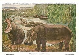 Belgium ** & Postal, Musée Royal Des Sciences Naturelles, Hippotame, Hipopótamo, Hippopotamus (27) - Flusspferde