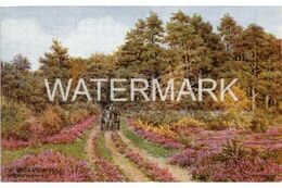 PINE TREES AND HEATHER NEAR BROCKENHURST OLD ART COLOUR POSTCARD SALMON 2873 ARTIST SIGNED A.R. QUINTON A.R.Q. - Quinton, AR