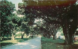 Antilles - Puerto Rico - View Of Munoz Rivera Park Et San Juan - Semi Moderne Petit Format - Bon état - Puerto Rico