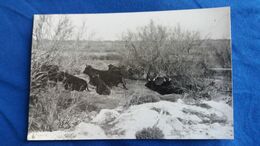 CPSM CHEVAL CHEVAUX MANADE DE  TAUREAUX EN CAMARGUE PHOTO GEORGE - Stiere