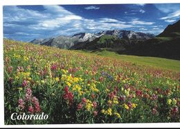 First Light Phot A.Karh Pc587 Colorado  Wildflowers - Rocky Mountains