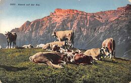 Abend Auf Der Alp  Kuh Herde - Illertissen