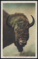 CPA - (Etats-Unis) A Buffalo Head, Yellowstone Park - Yellowstone