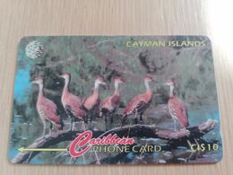 CAYMAN ISLANDS  CI $ 10,-  CAY-13A  CONTROL NR 13CCIA  WHISTLING DUCK     Fine Used Card  ** 3088** - Kaaimaneilanden