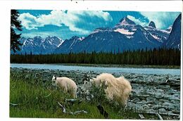 CPM-Carte Postale-Canada -Athabaska River -Canadian Rockies 1974 VM20778 - Jasper