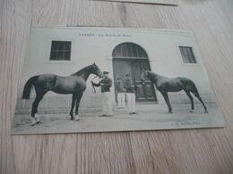 CPA 65 Hautes Pyrénées Tarbes Les Krachs Du Haras Chevaux - Tarbes