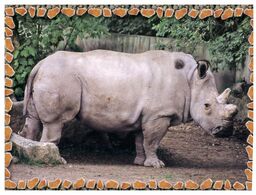 (L 12) Rhinoceros - Zoo - Rhinocéros