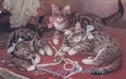 3  KITTENS .  .BIRTHDAY CARD - Cats
