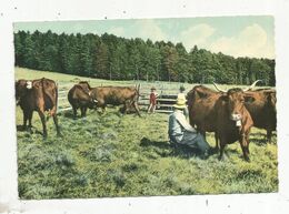 Cp , Agriculture ,élevage , L'Auvergne , La Traite Des Vaches En Montagne , Voyagée 1961 - Breeding