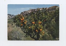 06/CPSM (15x10.5) - Saint Paul De Vence - Vue D'ensemble - Saint-Paul