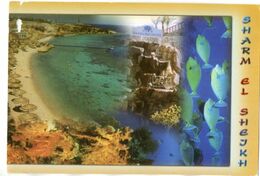 SHARM EL SHEIKH - POST CARD - EGYPT- Cm. 11 X 16 - Sharm El Sheikh