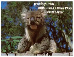 (L 21) Australia - SA - Koala Amed Bonney At Urimbirra Fauna Park - Andere & Zonder Classificatie