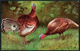 Delcampe - D9844 - Schönian Künstlerkarte - Rebhuhn Auerhahn - Klinger, Max
