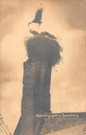 ¤¤   -  SARREBOURG   -   Carte-Photo D'un Nid De Cigogne En 1914    -  ¤¤ - Sarrebourg