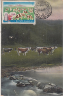 AGRICULTURE, ZOOTECHNICS, COWS, CM, MAXICARD, CARTES MAXIMUM, 1983, ROMANIA - Agriculture