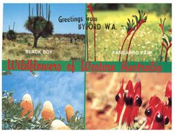 (M 13) Australia - WA - Wild Flowers (with Stamp) - Autres & Non Classés